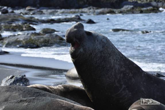 Um dos grandes elefantes-marinhos da praia de Gold Harbour, na Geórgia do Sul